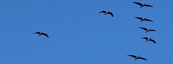 Geese flying in a V formation